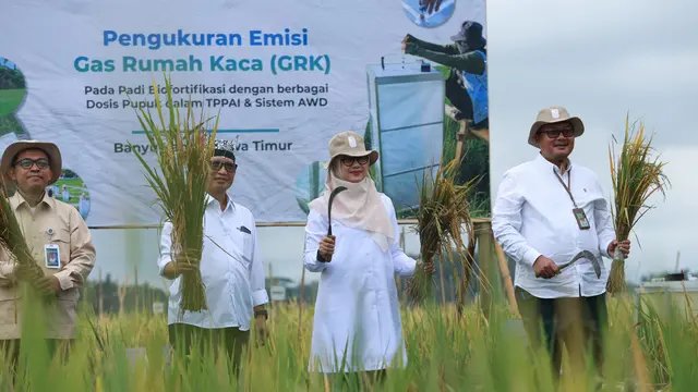 Banyuwangi: Sunwangi, Revolusi Beras Biofortifikasi Nutrisi Tinggi Indonesia