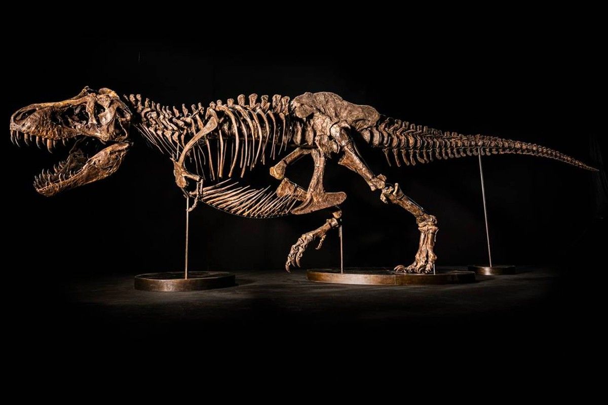 Fosil Teronggok 50 Tahun: Rahasia Nenek Moyang T-Rex Terungkap