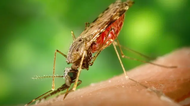 Waspadai Gigitan Nyamuk Anopheles Betina: Bahaya Malaria Mengintai